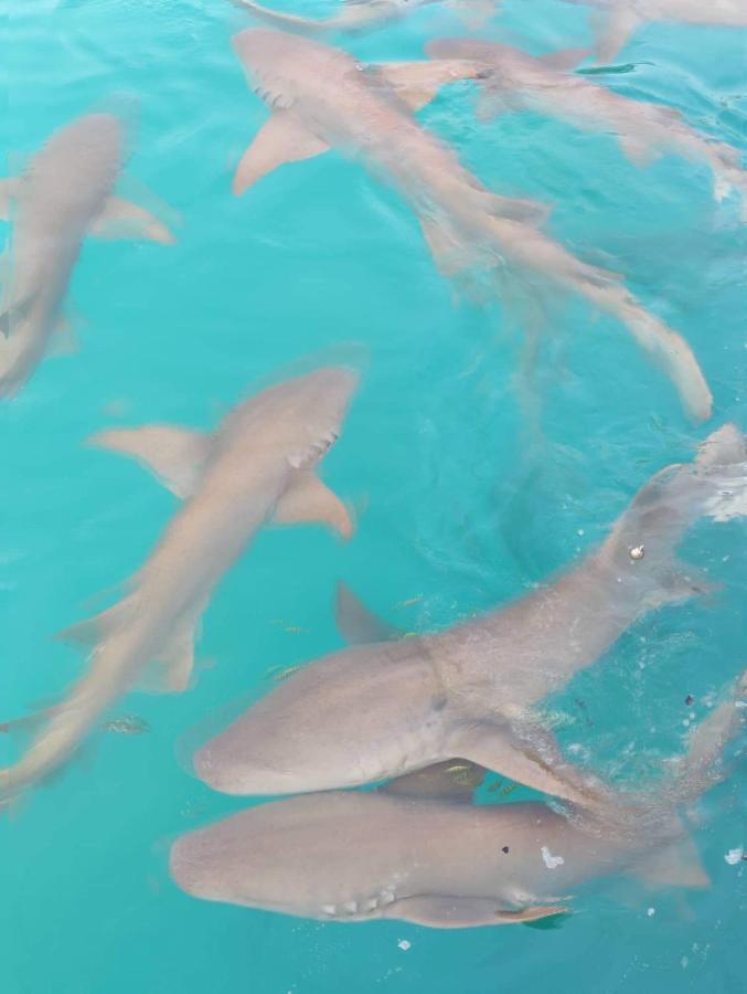 Rashuthere Maldives Rasdhoo Екстериор снимка