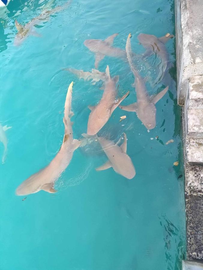 Rashuthere Maldives Rasdhoo Екстериор снимка