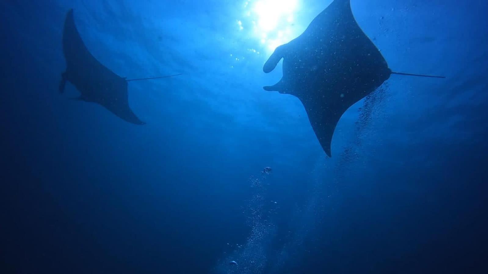 Rashuthere Maldives Rasdhoo Екстериор снимка