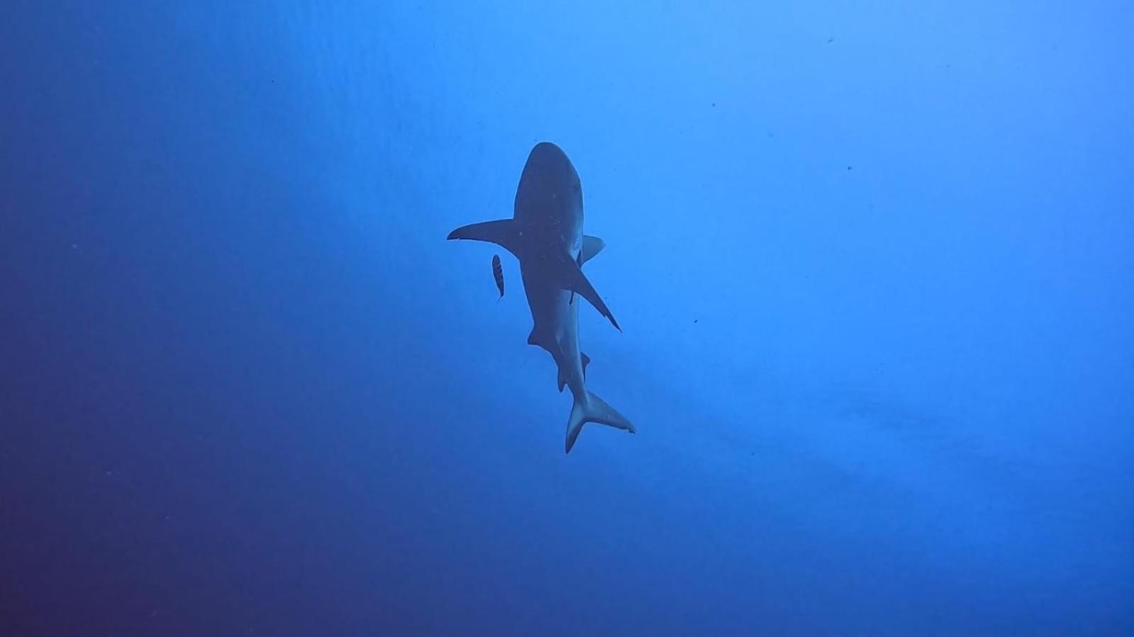 Rashuthere Maldives Rasdhoo Екстериор снимка
