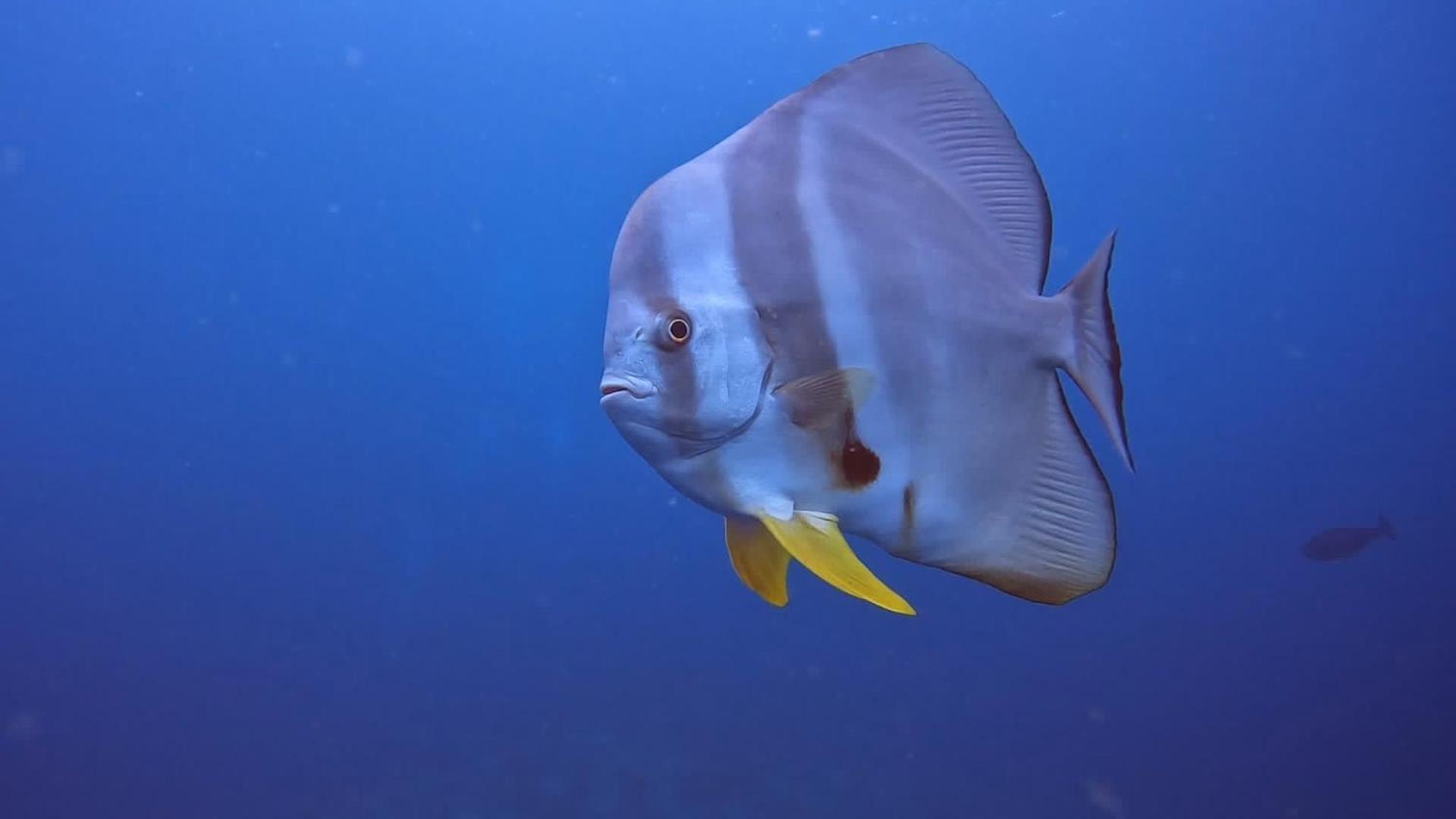 Rashuthere Maldives Rasdhoo Екстериор снимка