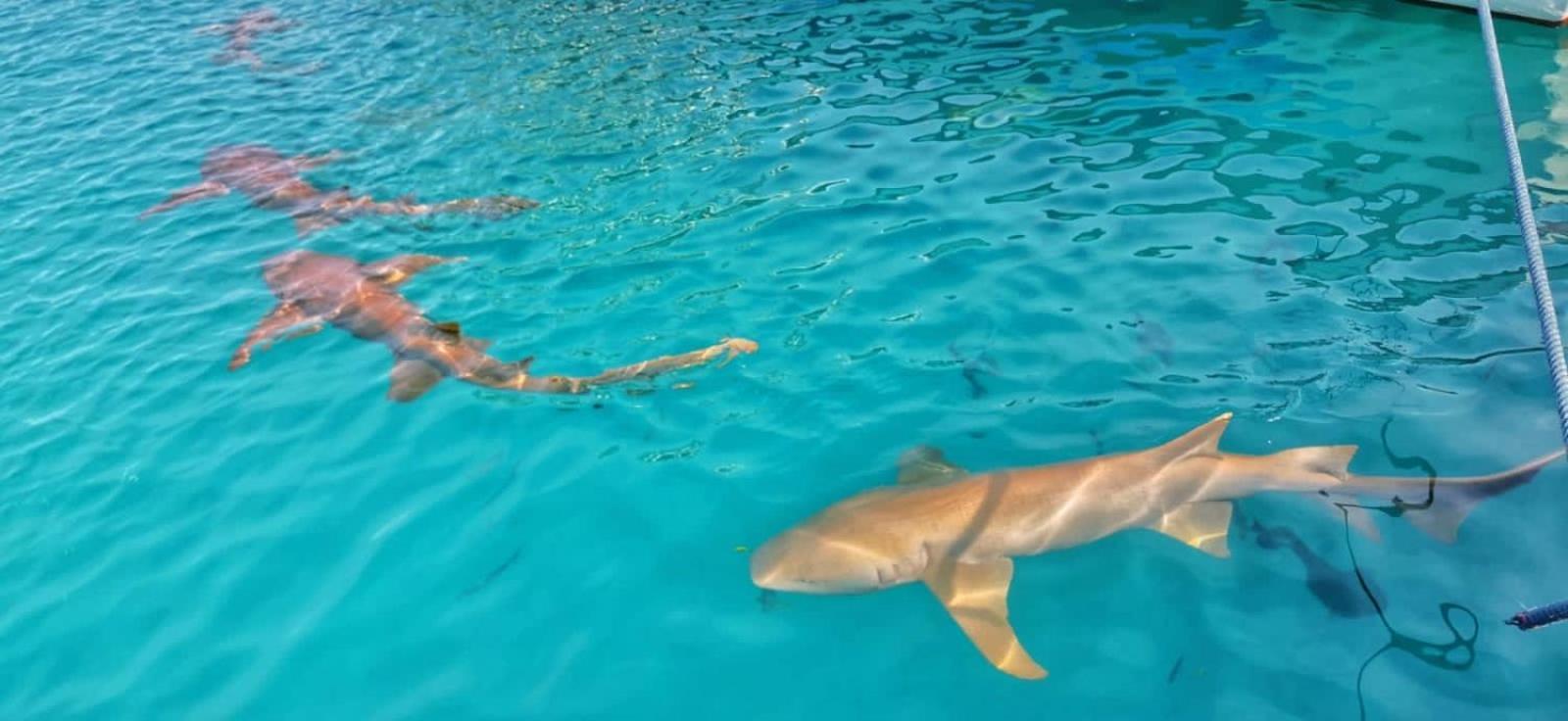 Rashuthere Maldives Rasdhoo Екстериор снимка
