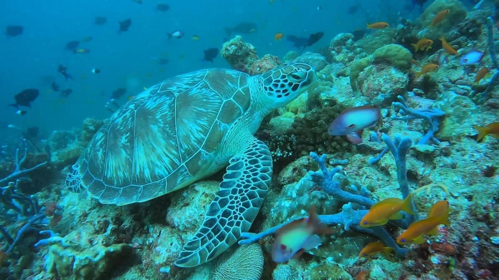 Rashuthere Maldives Rasdhoo Екстериор снимка