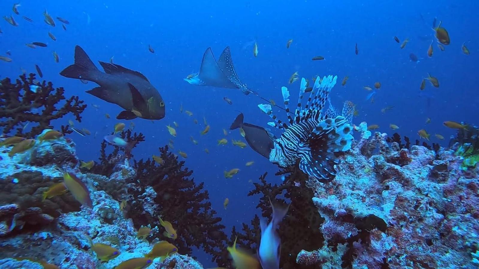 Rashuthere Maldives Rasdhoo Екстериор снимка