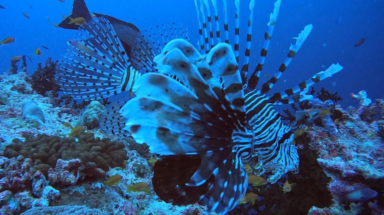 Rashuthere Maldives Rasdhoo Екстериор снимка