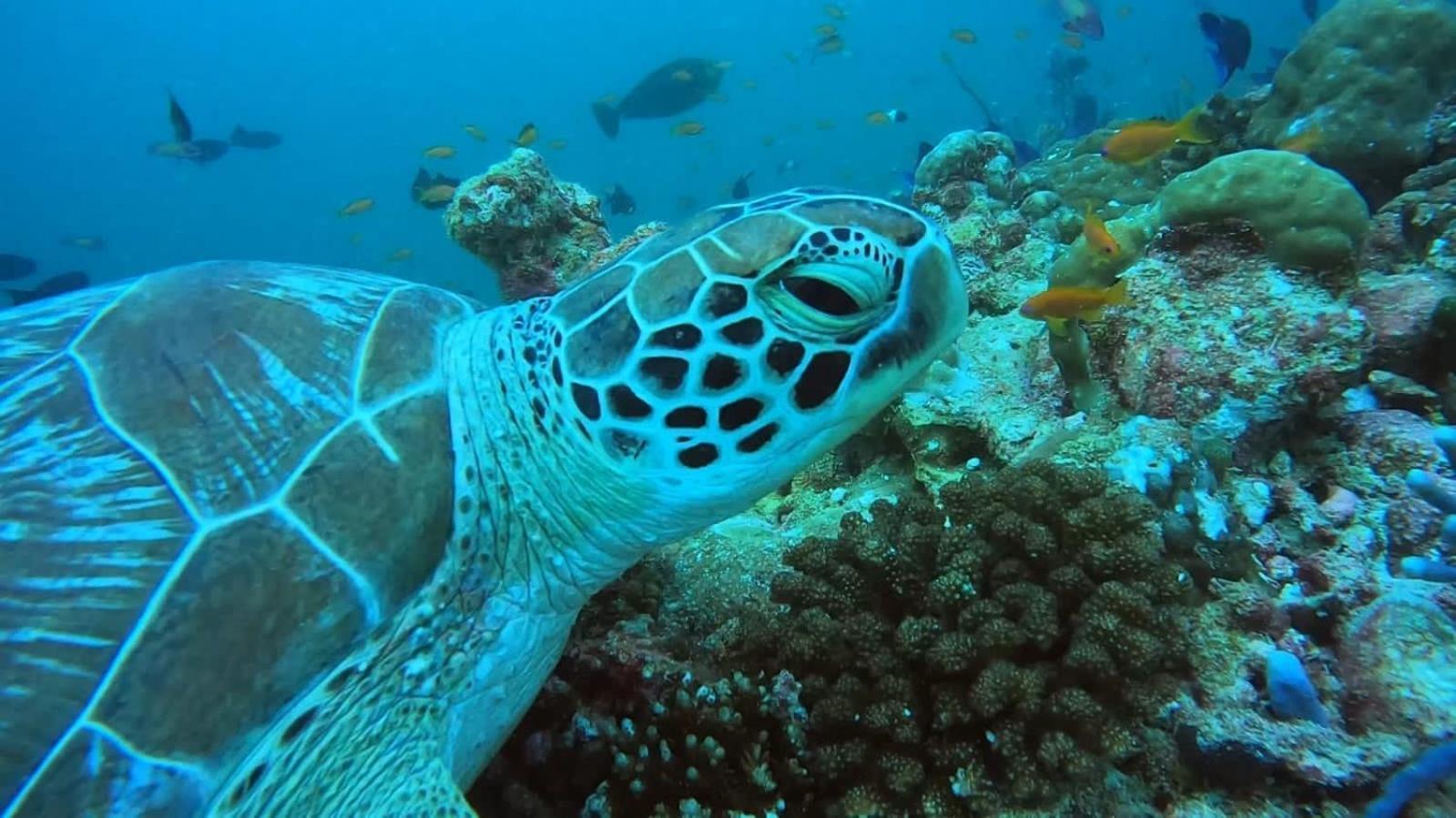 Rashuthere Maldives Rasdhoo Екстериор снимка