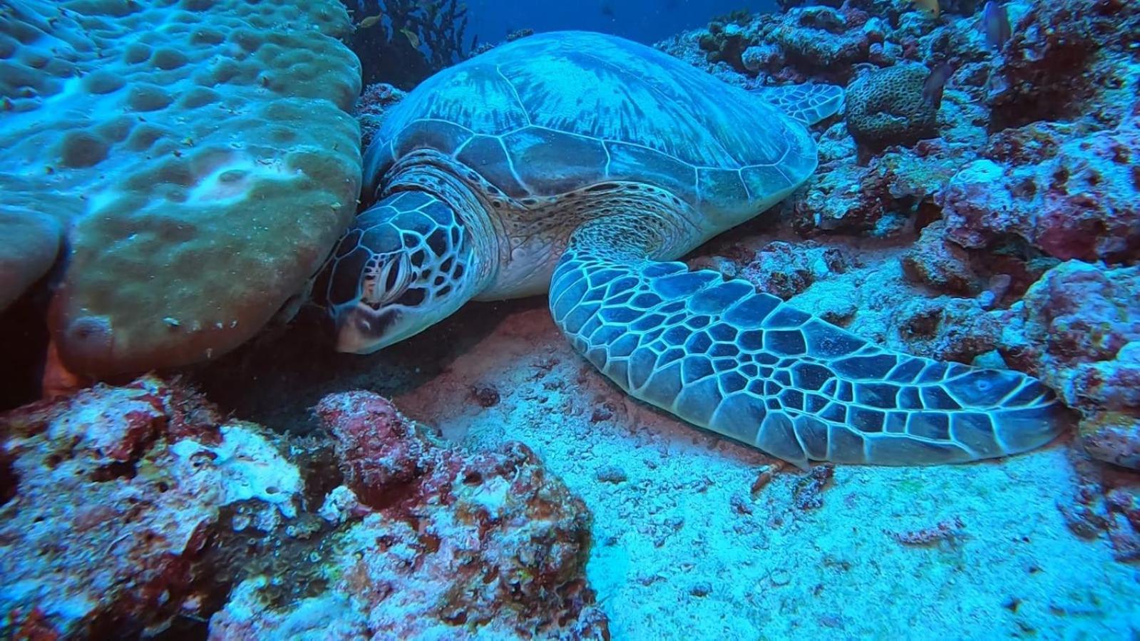 Rashuthere Maldives Rasdhoo Екстериор снимка
