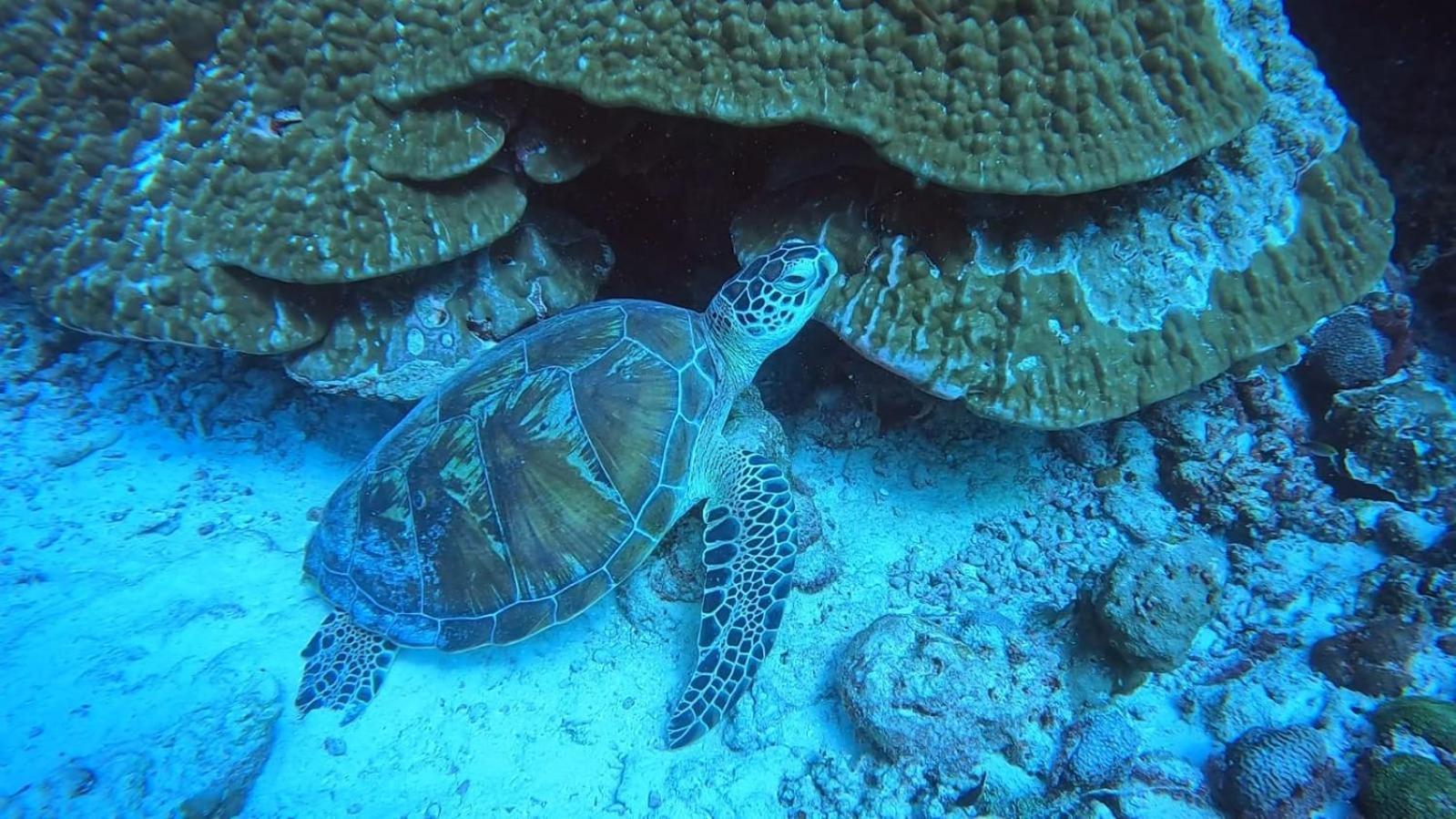 Rashuthere Maldives Rasdhoo Екстериор снимка